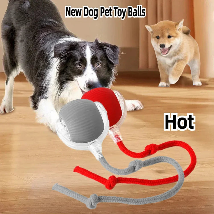 Pet Comforts & Care